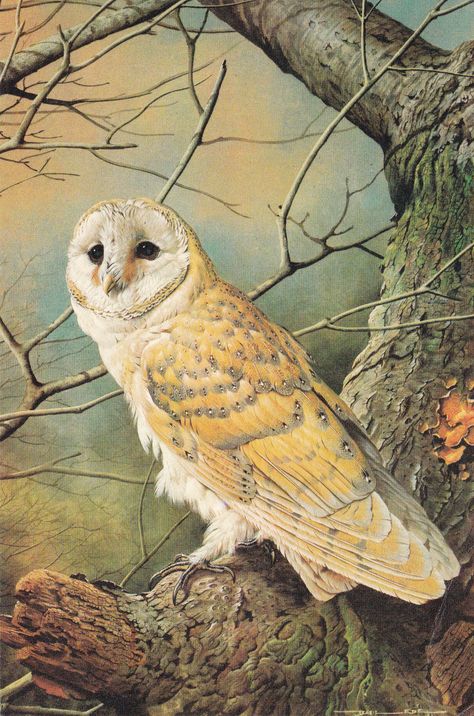 Owl Illustration, Wildlife Paintings, Cottage Art, Concept Art Drawing, Scientific Illustration, Animal Posters, Owl Art, Barn Owl, Vintage Artwork