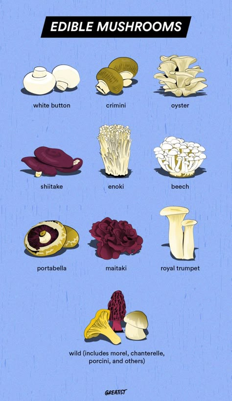 Types Of Edible Mushrooms, Mushrooms Names, Mushroom Identification Chart, Edible Mushrooms Chart, Cottage Core Cooking, Button Mushroom Recipes, Mushroom Rings, Guide Book Design, Mushroom Business