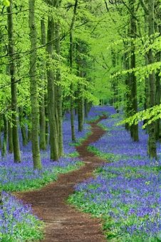 Spring - pathway through Bluebell Spring Scenery, Ornamental Cabbage, Travel Project, Rain Garden, Wallpaper Murals, Urban Farming, Tree Leaves, Courtyard Garden, Modern Wallpaper