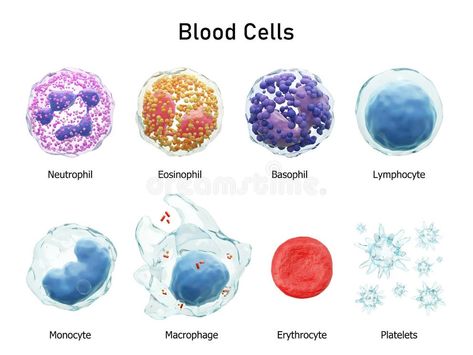 Blood cells Formation stock vector. Illustration of basophil - 65873012 Cell Infographic, Cells Diagram, Human Cell Structure, Bone Diagram, Cell Diagram, Diy Necklace Display, Biology Major, Biology Projects, Medicine Studies