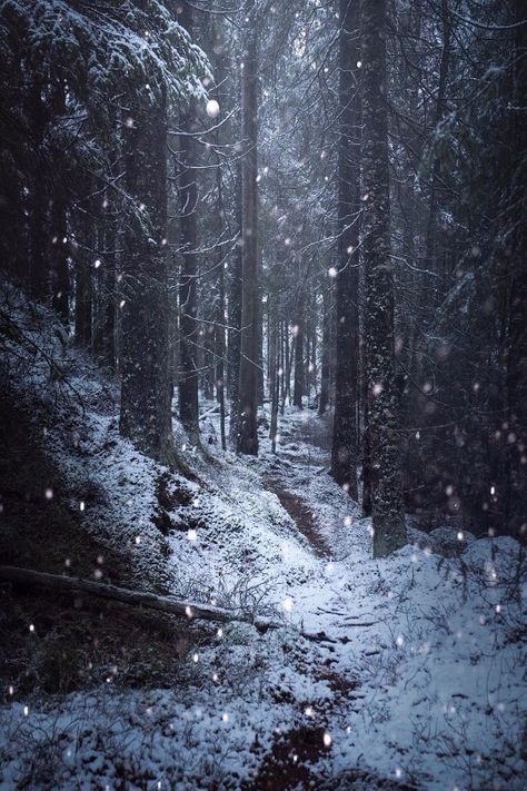 Snow Valley, Winter Landscape Photography, Mountain Trekking, Forest Mountain, Mystical Forest, Snowy Forest, Dark Pictures, Avatar World, Fantasy Castle