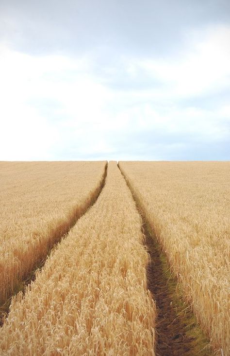 The heartland lies where the heart longs to be. Sometimes it takes a lifetime to find the true place to plant it. ~ Vera Nazarian, The Perpetual Calendar of Inspiration Fields Of Gold, Jaime Lannister, Wheat Field, Wheat Fields, Crop Circles, Arya Stark, Land Of The Free, Alam Yang Indah, Country Life