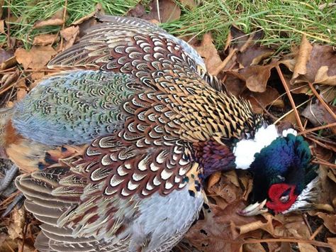 Pretty birdy Pheasant Shooting, Upland Bird Hunting, A Well Traveled Woman, Upland Hunting, Quail Hunting, Pheasant Hunting, German Shorthair, Bird Hunting, Fox Hunting