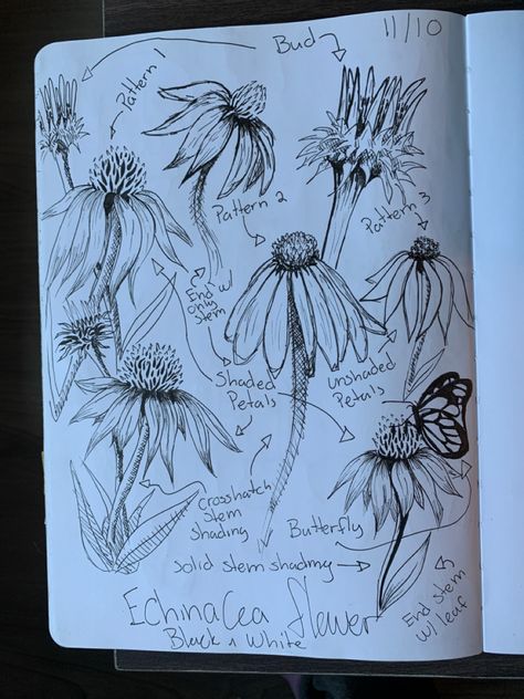 Purple Coneflower Tattoo, Cone Flower Tattoo, Echinacea Tattoo, Coneflower Tattoo, Flower Drawing Tattoo, Drawing Tattoo Ideas, Nature Sleeve, Botanisches Tattoo, Echinacea Flower