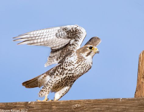 Prairie Falcon, Taking Off | Sonoran Images Prairie Falcon, Falcon Bird, Raptors Bird, North American Animals, Eagle Drawing, American Animals, Bird Tattoo, Kestrel, Birds Tattoo