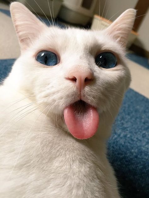 Funny Face, White Cat, Animals And Pets, Funny Cats, Cute Cat, Cute Cats, Funny Animals, Kittens, Cute Animals