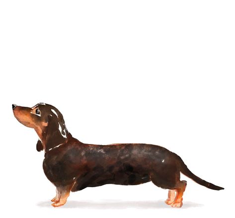 Dachshund Watercolor Easy, Daushound Drawing, Wiener Dog Watercolor, Sausage Dog Painting, Sausage Dog Watercolour, Dashhound Illustration, Arte Dachshund, Dachshund Art Illustration Weenie Dogs, Brown Dachshund