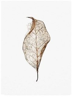 Glowing Skin Tips, Flor Tattoo, Minimal Skincare, Leaf Skeleton, Skincare Routines, Leaf Drawing, Best Tattoo Designs, Dewy Skin, Global Design