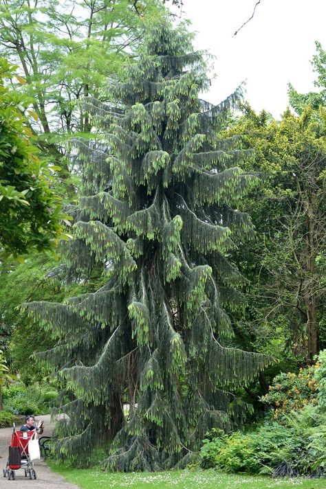 Kashmir cypress Kashmir Cypress, Weeping Trees, About Trees, Tree Id, Privacy Trees, Cypress Trees, Beautiful Tree, Trees To Plant, Palm Trees