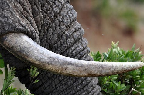 Elephant Tusk, African Elephant, African Animals, Baby Elephant, Pet Birds, Photo Sharing, Elephant, Animals