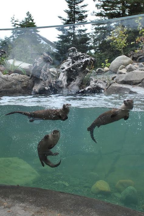 Otters frolic in their new home. [Photo provided by Synthia Fetke.]  On Saturday, the Sequoia Park Zoo held the grand opening of its newest exhibit, Watershed Heroes. As the result of a $2.3 millio Zoo Pictures, River Otters, Zoo Architecture, Zoo Photos, Zoo Park, River Otter, Animal Sanctuary, The Zoo, Zoology