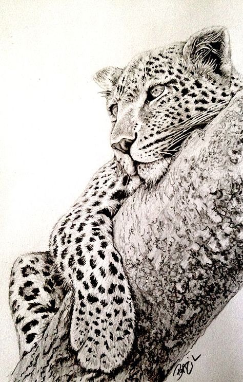 Leopard Sketch, Cheetah Drawing, Leopard Drawing, Leopard Tattoos, Leopard Art, Best Pencil, Desenho Tattoo, Japanese Tattoo Art, A Pencil