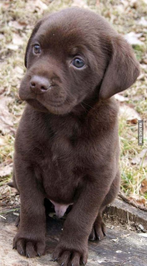 Chocolate Lab Puppy Labrador Puppy Chocolate, Chocolate Lab Puppies, Chocolate Labrador Retriever, Söt Katt, Lab Puppy, Labrador Retriever Puppies, Black Labs, Lab Puppies, Labrador Puppy