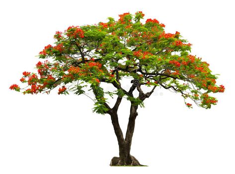 Royal Poinciana tree with red flower. Isolated on white , #ad, #tree, #Poinciana, #Royal, #red, #white #ad Royal Poinciana Tree, Poinciana Tree, Trees Top View, Royal Poinciana, Portrait Background, Human Figures, Landscape Sketch, Photoshop Pics, Architecture Collage