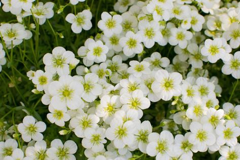 10 Beautiful White Flowering Perennials - Garden Lovers Club Low Growing Plants, Plants With White Flowers, Summer Flowering Plants, Garden Perennials, Flowering Perennials, Garden Flowers Perennials, White Inspiration, Raised Flower Beds, White Flower Farm