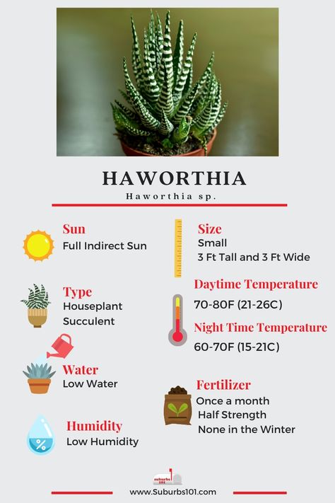 7 Tips on How to Care for Your Haworthia Plant (Infographic) Plant Infographic, Inside House Plants, Cactus House, Best Houseplants, Succulent Potting Mix, Cactus House Plants, Indoor Planting, Indoor Water Garden, Zebra Plant