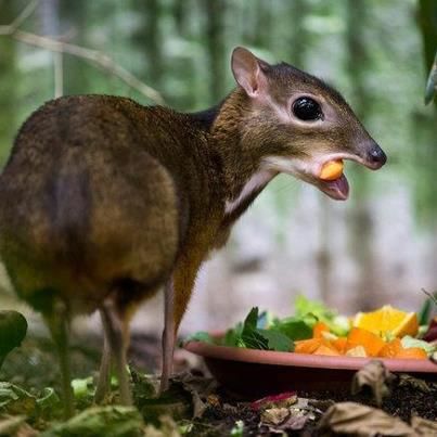 Chevrotain, or mouse deer one of the world’s smallest hoofed animals into the world. they  are neither mouse nor deer. 9 of the 10 existant Mouse Deer species are found in South and Southeast Asia, with one other species inhabiting Central and West Africa. Mouse Deer, Funny Animal Images, Deer Species, Animal Tracks, Funny Animal Photos, Baby Mouse, Cute Cats And Kittens, Animal Quotes, Animals Images