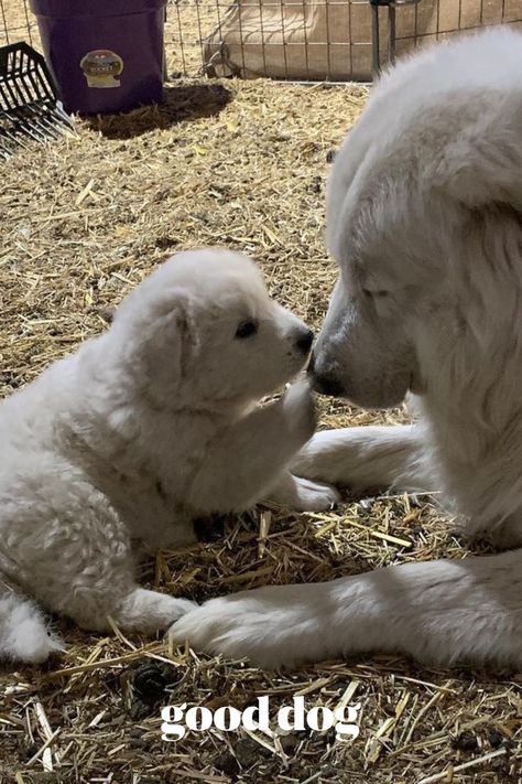 Looking for a Maremma Sheepdog puppy of your own? Click the link to connect with Kimberly Crawmer, the Good Breeder behind Prancing Pony Farm Maremma Sheepdogs, and find your new best friend. Maremma Sheepdog Puppy, Sheepdog Puppy, Prancing Pony, Maremma Sheepdog, Good Dog, Cute Animals Puppies, Health Information, Puppy Photos, New Best Friend