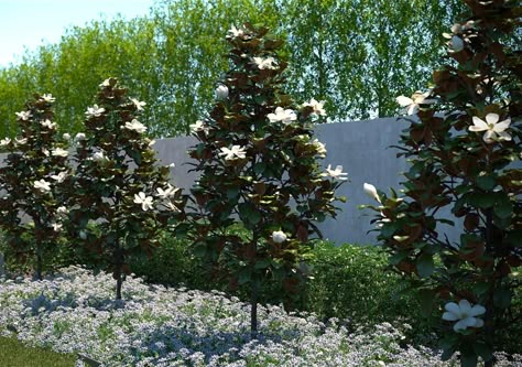 Magnolia Tree Landscaping, Tree Landscaping Ideas, Little Gem Magnolia Tree, Magnolia Little Gem, Southern Magnolia Tree, Tree Landscaping, Magnolia Gardens, Southern Magnolia, Magnolia Tree