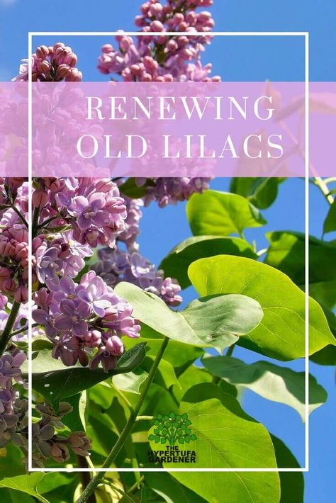 Old Overgrown Lilac? Cut It Way Back After Blooming! via @hypertufagarden Pruning Lilac Bushes, Pruning Lilacs, Prune Lilac Bush, Lilac Pruning, Lilac Plant, Lilac Bush, Lilac Bushes, Lilac Tree, Window Box Flowers