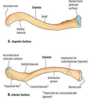 clavicle Clavicle Anatomy, Xray Anatomy, Hand Bone Anatomy, Ulna Bone, Upper Limb Anatomy, Skeletal System Anatomy, Thoracic Duct, Shoulder Anatomy, Human Skeleton Anatomy