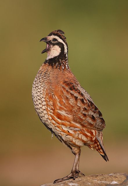 Northern Bobwhite Bob White Quail, Raising Quail, Quail Hunting, Wildlife Pictures, Game Birds, Paper Birds, Rare Birds, Whitetail Deer, White Bird