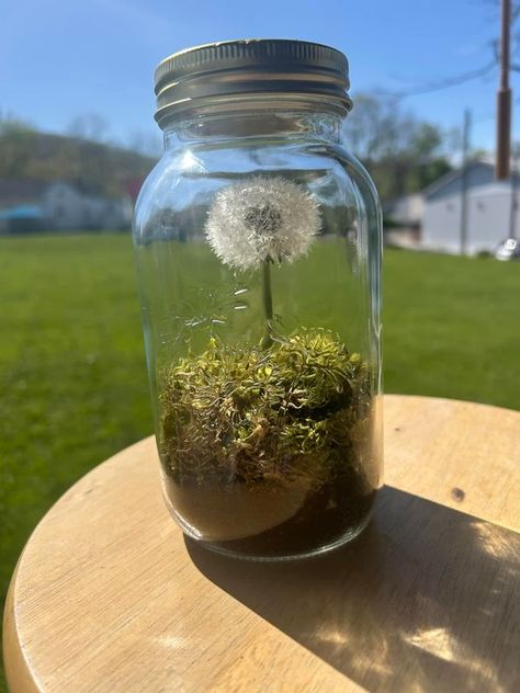 Terrariums/garden in the jars | I made a forever dandelion | Facebook Terrarium, Dandelion, I Hope