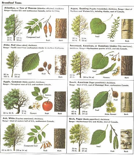 How Can Leaves Identify A Tree - An amazing guide to leaf identification for young children. Tree Identification Chart For Kids, How To Identify Trees By Leaves, Tree Identification Chart, Leaf Identification Chart, British Trees Identification, How To Identify Trees, Identifying Trees, Tree Leaf Identification, Leaf Identification