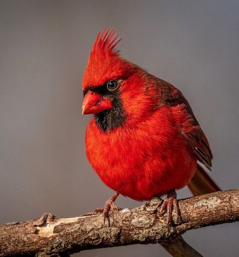 Best Bird Shots 🐦 on Instagram: "Photography by @josh_atkinson_1 🏆. Check out his gallery and follow him. 🐤 is a cardinal." Cardinal Photography, Cardinal Bird, Cardinal Birds, Red Bird, Red Cardinal, Instagram Photography, Beautiful Blooms, Bird Art, Beautiful Birds