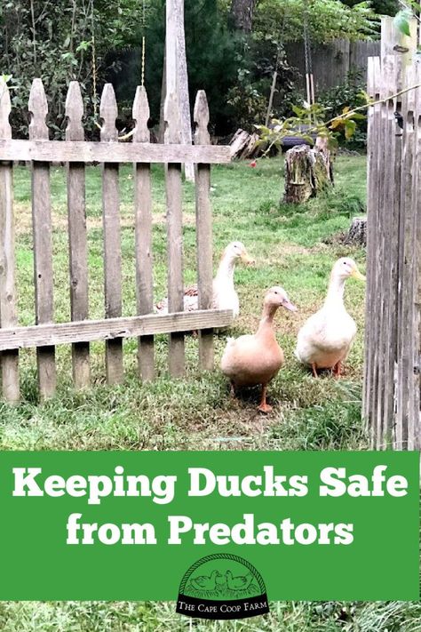 Keeping Ducks Safe from Predators Duck Enclosure, Homestead Livestock, Keeping Ducks, Duck Pens, Backyard Ducks, Homestead Blog, Duck Coop, Homestead Animals, Duck Farming