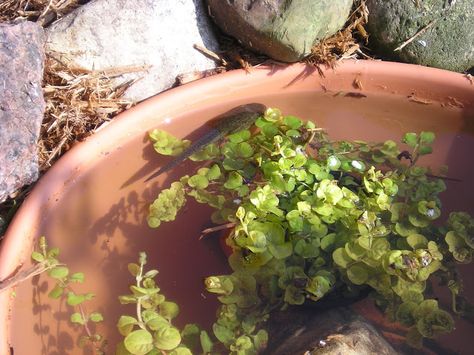 How to set up a backyard tadpole habitat for summer... Tadpole Habitat, Kids Science Projects, House Yard Ideas, Backyard Goals, Summer Fun Ideas, Frog Pond, Outdoor Ponds, Diy Tank, Outside Play