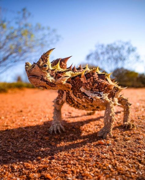 Desert Insects, Desert Fairy, Thorny Devil, Fav Animal, Dry Desert, Unusual Animals, Western Australia, Animal Kingdom, Reptiles