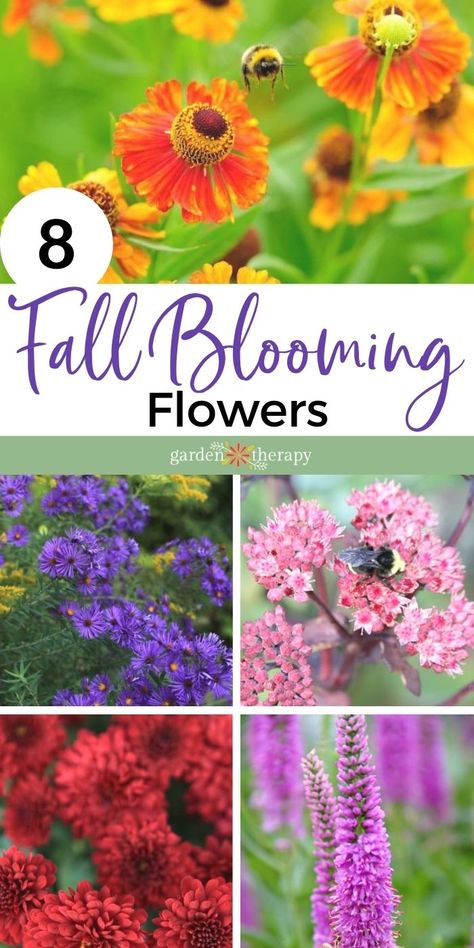 Fall Garden Planting, Fall Blooming Flowers, Perennials Flowers, Fall Flowers Garden, Fall Perennials, Fall Gardening, Gate Decoration, Fall Garden Vegetables, Container Gardening Flowers