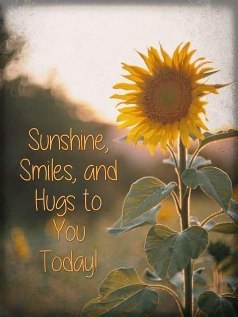 Sunny Day Quotes, Sunflower Quotes, Good Morning Sister, Thinking Of You Quotes, Hug Quotes, Afternoon Quotes, Good Morning Sunshine Quotes, Sunshine Quotes, Good Morning Flowers Quotes