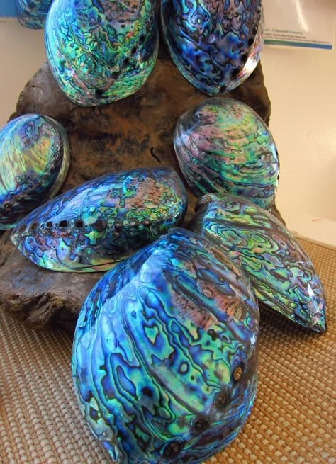 Lovely abalone shells from New Zealand. Unique Sea Shells, What To Do With Sea Shells, Beautiful Shells, Art Coquillage, Dragon Tales, Dragon Scales, Ocean Treasures, She Sells Seashells, Sea Shore