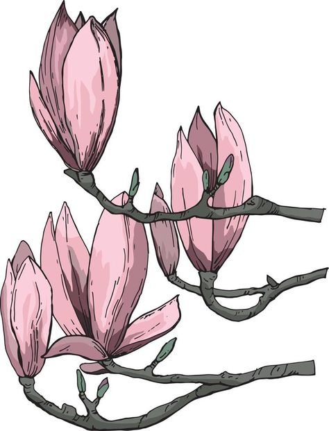 vector drawing pink magnolia flowers without background Flowers Without Background, Flowers Magnolia, Vector Texture, Pink Magnolia, Magnolia Flowers, Background Background, Magnolia Flower, Vector Drawing, Magnolia