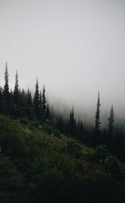 This moody, forest photo was taken at Mount Rainier National Park on a 2 month road trip across the United states! This foggy photo will work perfectly in your bedroom, living room, kitchen, or anywhere you please. The monotoned colors of this photograph makes it extremely versatile and very ready to be a part of your home! All photos are taken by me, printed through a reliable service, and packaged and shipped by me. All photos are metallic prints, making them better quality, harder to tear, and last longer. I hope this new addition to your collection inspires you to see the beauties of this world yourself! Grunge Forest Aesthetic, Pacific Northwest Forest, Foggy Nature, Moody Nature, Moody Forest, The Forest, Forest Cabin Aesthetic, Woods Aesthetic, Deep Green Aesthetic