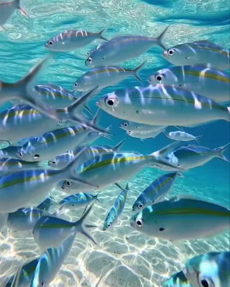 Under Ocean Aesthetic, Marine Life Aesthetic Wallpaper, Sealife Wallpaper Ocean Life, The Life Aquatic Aesthetic, Fish Ocean Aesthetic, Animals In Action, Underwater Fish Aesthetic, Sea Video, Sea Aesthetic