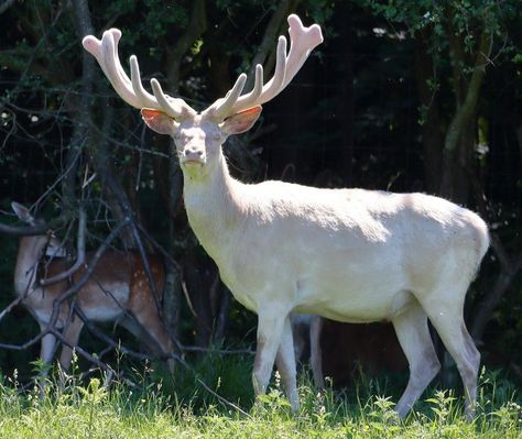 Albino Deer Albino Deer, Rare Albino Animals, Fairytale Creatures, Big Deer, Deer Hunting Tips, Deer Photos, Deer Pictures, Albino Animals, White Deer