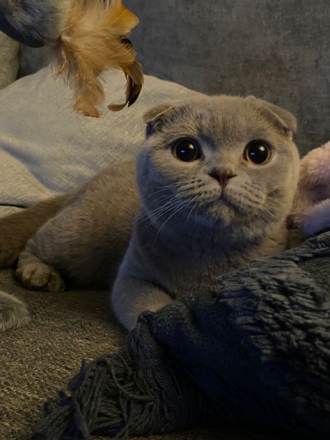 Scottish Cat Grey, Scottish Fold Kitten Grey, Grey Scottish Fold, Cat Purring, Cat Grey, Scottish Fold Kittens, Scottish Fold Cat, Fold Cat, Grey And White Cat