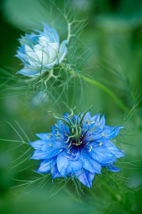 Love in the Mist Beautiful Rare Flowers, Love In The Mist, Flower Garden Plans, Blue Garden, Rare Flowers, The Mist, Exotic Flowers, Types Of Flowers, Blue Flower