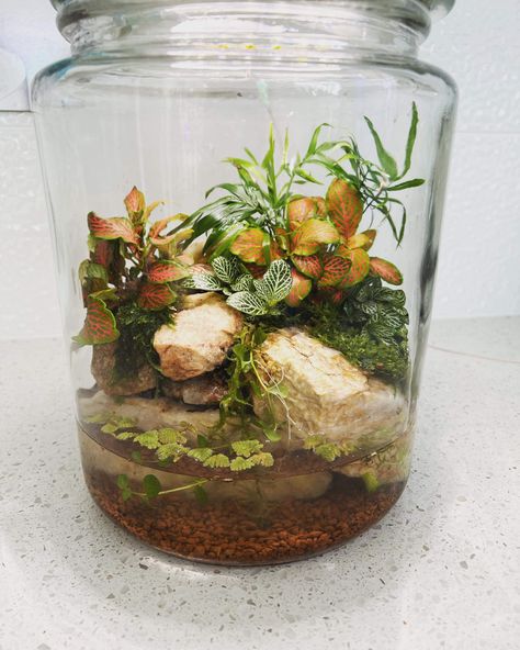 Best Terrarium Plants, Patio Pond, Seed Starter Kit, Indoor Water Garden, Seed Starter, Bottle Garden, Terrarium Plants, Miniature Garden, Water Garden