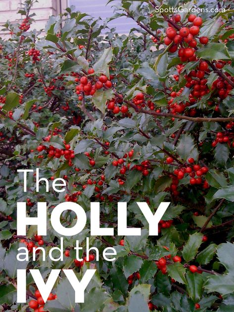 Holly And The Ivy, Holly And Ivy, Hedge Plants, Holly Plant, Holly Tree, Ivy Plants, Invasive Plants, Garden Services, How To Attract Birds