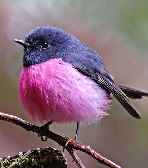 Pink Birds Nature, Pink Robin Bird, Birds Reference, Pink Robin, Birds Photos, Robin Pictures, Pink Birds, Purple Heather, Animal Study