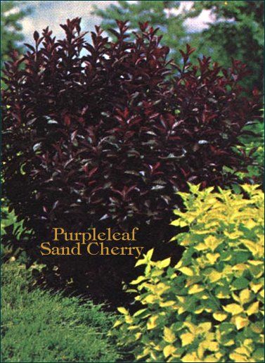 purpleleaf sand cherry Backyard Border, Purple Leaf Sand Cherry, Sand Cherry, Landscape Renovation, Trees Landscaping, Landscape Planning, Shade Landscaping, Bushes And Shrubs, Cottage Flowers