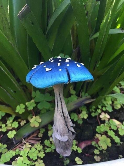 Blue Mushroom, Mushroom Images, Mushroom Plant, Mushroom Pictures, Mushroom Drawing, Plant Fungus, Mushroom Fairy, Mushroom Fungi, Mystical World