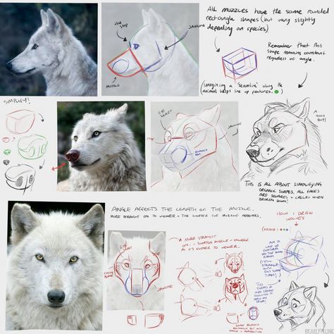 Anthro Anatomy, Drawing Advice, Wolf Sketch, Artist Tutorials, Canine Drawing, Dog Anatomy, Animal Study, Canine Art, Wolf Drawing