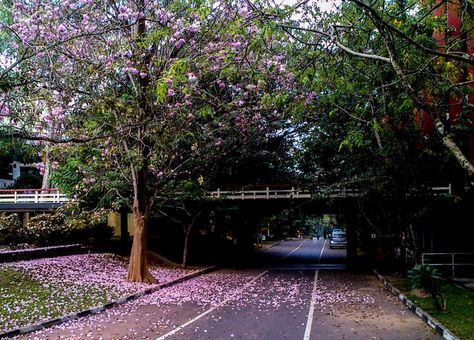 University of Moratuwa-Sri Lanka Moratuwa University, Graduation Photography Poses, Graduation Photography, Study Motivation Inspiration, Flowering Trees, Study Motivation, Motivation Inspiration, Clay Art, Sri Lanka