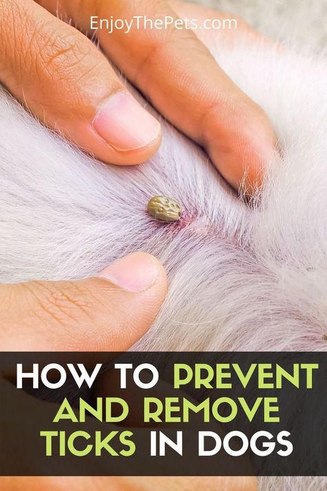 Home Remedy For Ticks On Dogs, Natural Remedies For Ticks On Dogs, How To Get Ticks Off Dogs, Essential Oils For Ticks On Dogs, Removing Ticks From Dogs, Remove Ticks From Dogs, How To Get Rid Of Ticks On Dogs, Removing A Tick From A Person, How To Remove Ticks From Dogs