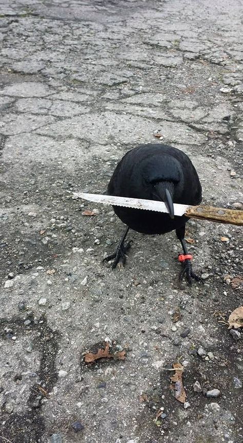 Crow Refuses To Leave The Man Who Saved His Life Pet Raven, Smart Aesthetic, Crow Pictures, Inspirational Backgrounds, Kaz Brekker, Crows Ravens, Black Animals, Silly Animals, Homestuck